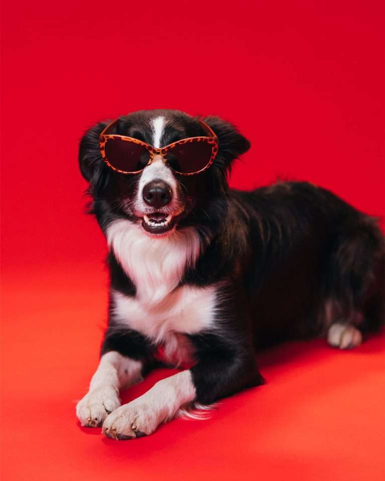 Foto Mascotas